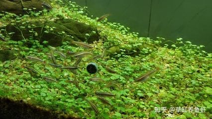 翡翠魚觀賞魚能混養(yǎng)嗎（觀賞魚混養(yǎng)中的疾病預(yù)防分析） 龍年龍魚 第2張