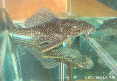 觀賞魚簡介文案（養(yǎng)觀賞魚需要注意以下幾點(diǎn)） 申古三間魚 第3張