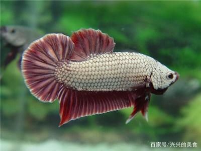 觀賞魚什么最好養(yǎng)活（觀賞魚的養(yǎng)護(hù)秘籍） 充氧泵 第3張