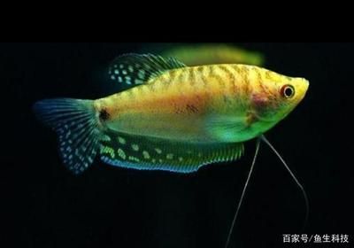 觀賞魚什么最好養(yǎng)活（觀賞魚的養(yǎng)護(hù)秘籍） 充氧泵 第4張