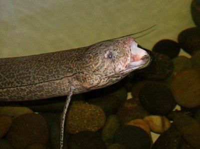 非洲肺魚（探索非洲肺魚的生存策略非洲肺魚的生存策略是如何進化的） 細(xì)線銀板魚苗 第4張