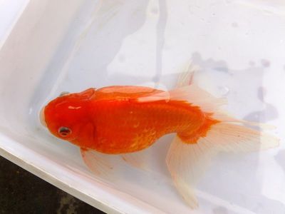 觀賞魚加盟（關(guān)于觀賞魚加盟的一些詳細信息） 藍帆三間魚 第4張