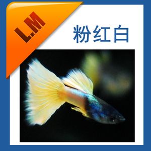 觀賞魚白金魚能混養(yǎng)嗎（關于觀賞魚混養(yǎng)的問題）