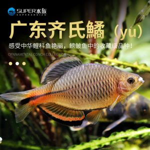 高檔觀賞魚專用SUPER（全球觀賞魚種類大盤點） 水族周邊 第1張