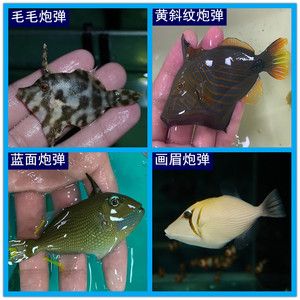 觀賞魚海魚（海水觀賞魚海水觀賞魚的飼養(yǎng)技巧飼養(yǎng)技巧飼養(yǎng)技巧） 赤荔鳳冠魚 第4張