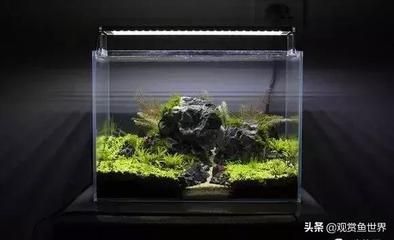 草缸養(yǎng)什么小型觀賞魚好看（適合草缸的一些小型觀賞魚推薦） 九鼎魚缸 第1張