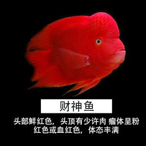 紅鸚鵡魚多少錢一條（紅鸚鵡魚價格受到多種因素影響紅鸚鵡魚價格受到多種因素影響） 白子關(guān)刀魚 第2張