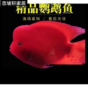 紅鸚鵡魚多少錢一條（紅鸚鵡魚價格受到多種因素影響紅鸚鵡魚價格受到多種因素影響） 白子關(guān)刀魚 第1張