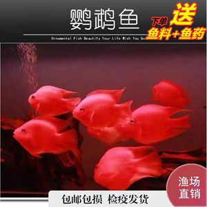 紅鸚鵡魚多少錢一條（紅鸚鵡魚價格受到多種因素影響紅鸚鵡魚價格受到多種因素影響） 白子關(guān)刀魚 第3張