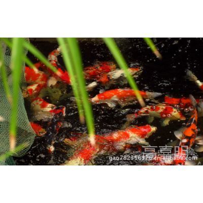 各類觀賞魚（觀賞魚的養(yǎng)護(hù)秘籍） 麥肯斯銀版魚 第1張