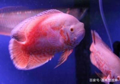 大一點(diǎn)的觀賞魚哪種好養(yǎng)（大型觀賞魚的飼養(yǎng)方式） 白子關(guān)刀魚 第1張