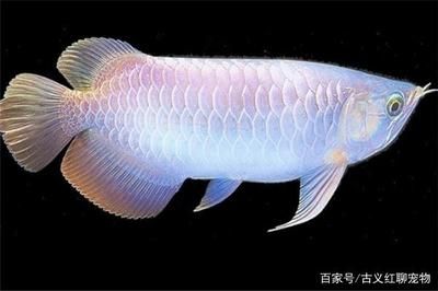 大一點(diǎn)的觀賞魚哪種好養(yǎng)（大型觀賞魚的飼養(yǎng)方式） 白子關(guān)刀魚 第4張