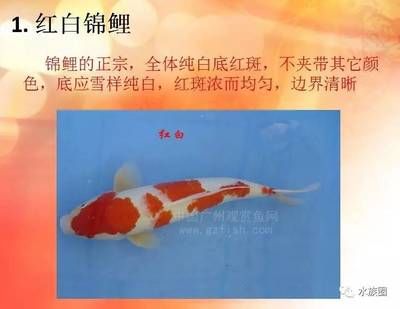 純白色觀賞魚都有哪些種類的（白色觀賞魚的種類） 其他益生菌 第4張