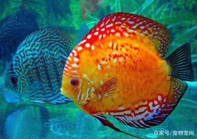 翡翠魚觀賞魚生長條件（翡翠魚的起源與分布）