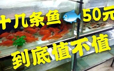 觀賞魚(yú)從哪買(mǎi)（觀賞魚(yú)養(yǎng)護(hù)秘籍） 球鯊魚(yú) 第1張