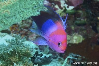 觀賞魚白斑病如何治療效果好（觀賞魚白斑病的治療方法） 帝龍漁業(yè) 第3張