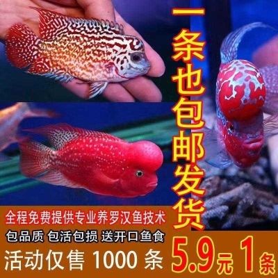 淡水 觀賞魚（淡水觀賞魚的種類）