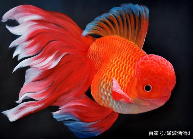 風(fēng)水魚有哪些（如何挑選風(fēng)水魚）