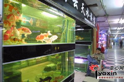 華凌觀賞魚市場(chǎng)（烏魯木齊華凌觀賞魚市場(chǎng)之觀賞魚市場(chǎng)之觀賞魚市場(chǎng)） 魚缸定做 第1張