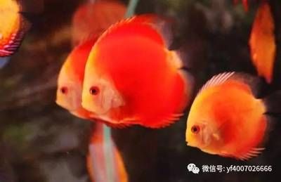 好看的熱帶觀賞魚(yú)排行榜前十名（好看的熱帶觀賞魚(yú)排行榜）