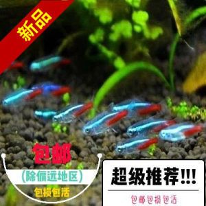 草缸小型觀賞魚推薦（幾種適合草缸的小型觀賞魚） 錦鯉池魚池建設(shè) 第4張