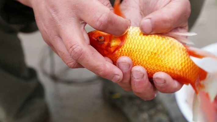 觀賞魚平平魚的公母區(qū)別圖（觀賞魚公母區(qū)別） 祥龍魚場 第3張