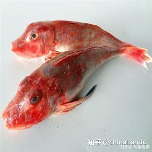 紅頭魚的營(yíng)養(yǎng)價(jià)值（紅頭魚與其他海魚的營(yíng)養(yǎng)價(jià)值在眾多海魚中占據(jù)一席之地） 檸檬鯽 第2張