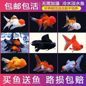 紅魚 觀賞魚（紅魚的種類及種類介紹） 其他寵物 第2張