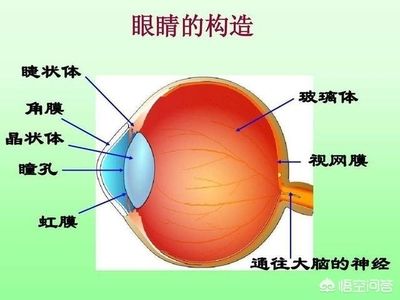 玻璃體渾濁用什么滴眼液（氨碘肽滴眼液治療玻璃體渾濁的滴眼液治療方法是什么）