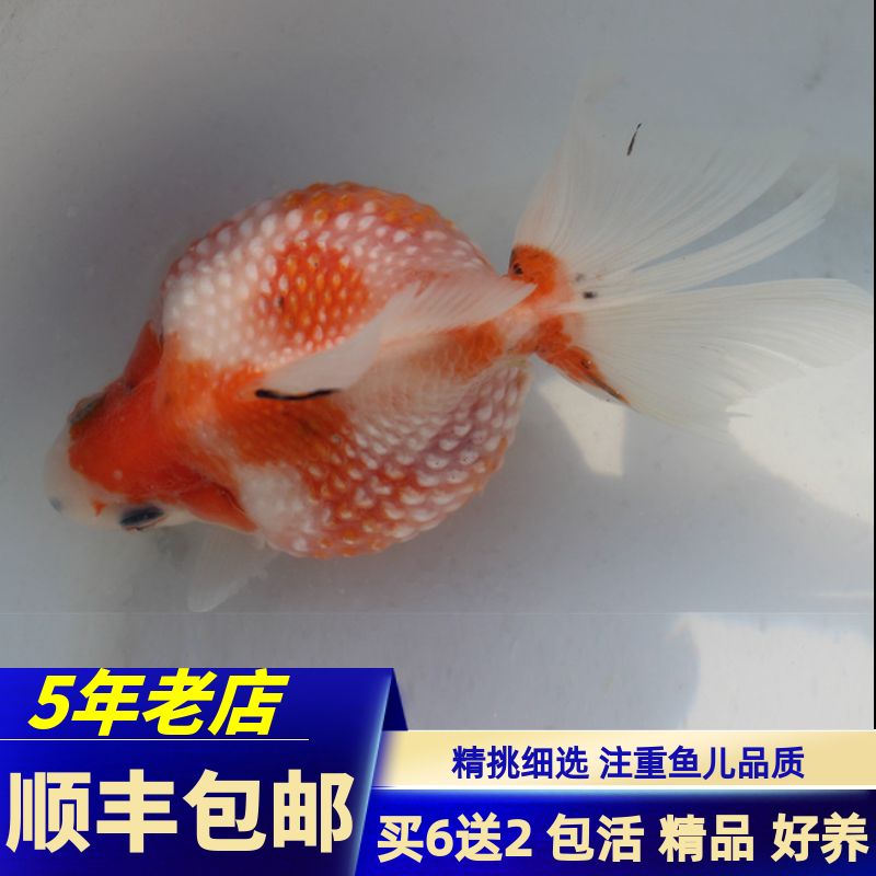 觀賞魚專用語言有哪些（觀賞魚專用語言） 細線銀板魚苗 第3張