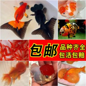 觀賞魚專用語言有哪些（觀賞魚專用語言） 細線銀板魚苗 第4張