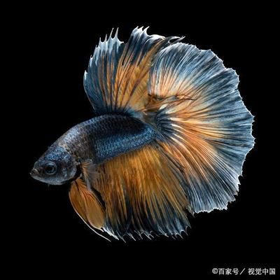 觀賞魚什么魚最貴（世界上最昂貴的觀賞魚） 黃金夢幻雷龍魚 第4張