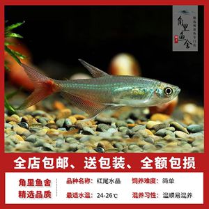 觀賞魚店起名字（如何為觀賞魚店起名） 觀賞魚魚苗 第1張