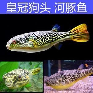 皇冠狗頭魚水溫（如何處理皇冠狗頭魚的白點?。? title=