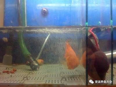 觀賞魚仰泳（觀賞魚仰泳可能由多種因素引起失鰾癥、喂食不當(dāng)、水環(huán)境） 紅尾平克魚 第3張