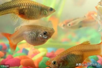 觀賞魚熱帶魚和冷水魚哪個好養(yǎng)（冷水魚和熱帶魚的區(qū)別）