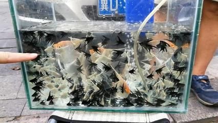 東郊觀賞魚市場怎么樣啊（北京東郊觀賞魚市場） 泰國虎魚（泰虎） 第3張