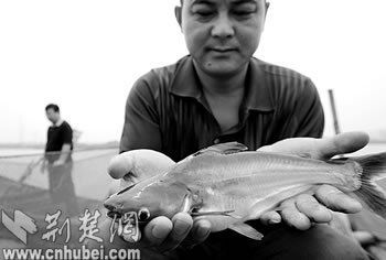 觀賞魚小白鯊（如何飼養(yǎng)小白鯊觀賞魚） 全國觀賞魚市場 第3張