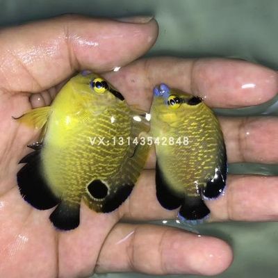 大日玉鯖魚（大日玉鯖魚是一種日本金魚品種，又名玉鯖尾、鯖尾、鯖尾） 巴卡雷龍魚 第1張