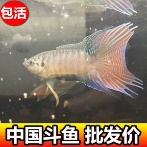 淡水魚觀賞魚 七彩（七彩神仙魚是一種美麗且富有觀賞價值的淡水觀賞魚） 白子銀龍魚苗 第1張