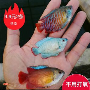 淡水魚(yú)觀賞魚(yú) 七彩（七彩神仙魚(yú)是一種美麗且富有觀賞價(jià)值的淡水觀賞魚(yú)） 白子銀龍魚(yú)苗 第2張