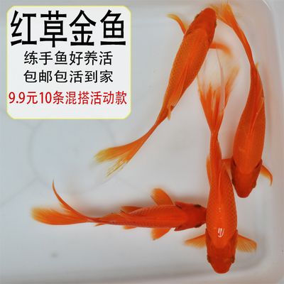 淡水魚觀賞魚 七彩（七彩神仙魚是一種美麗且富有觀賞價值的淡水觀賞魚） 白子銀龍魚苗 第3張