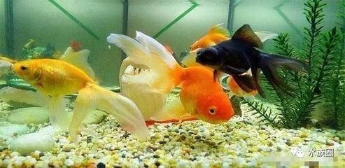 廣州水族批發(fā)市場有哪些魚類賣魚（廣州水族批發(fā)市場） 網(wǎng)上購買觀賞魚 第1張