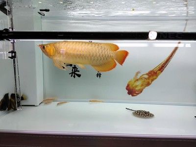 高密度飼養(yǎng)觀賞魚（高密度飼養(yǎng)觀賞魚是一種常見的養(yǎng)魚方式但存在一些挑戰(zhàn)和注意事項(xiàng)） 羅漢魚 第3張