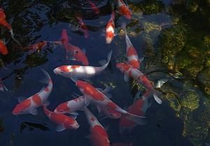 海南 觀賞魚 基地有哪些地方（海南的觀賞魚養(yǎng)殖基地主要分布在以下幾個地區(qū)） 龍鳳鯉魚 第3張