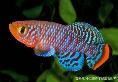 觀賞魚(yú)眼睛全黑正常嗎視頻（觀賞魚(yú)眼睛全黑是否正常觀賞魚(yú)眼睛全黑是否正常） 綠皮皇冠豹魚(yú) 第3張