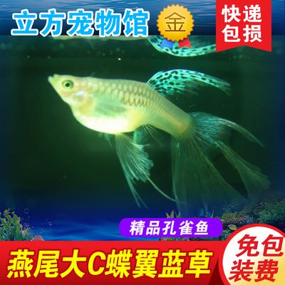 觀賞魚寄快遞怎么寄的（如何寄送觀賞魚） 老魚匠 第1張