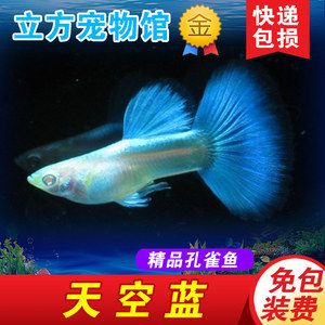 觀賞魚寄快遞怎么寄的（如何寄送觀賞魚） 老魚匠 第4張