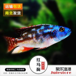 觀賞魚寄快遞怎么寄的（如何寄送觀賞魚）