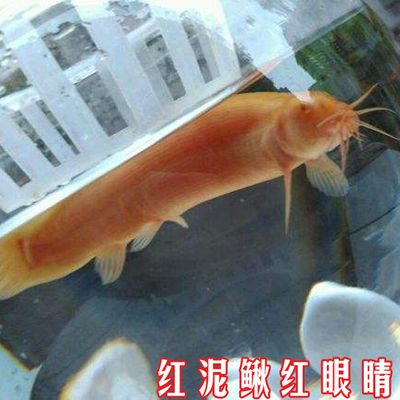 觀賞魚紅眼睛的是什么魚（全球紅眼睛魚種類大盤點(diǎn)） 朱巴利魚苗 第3張